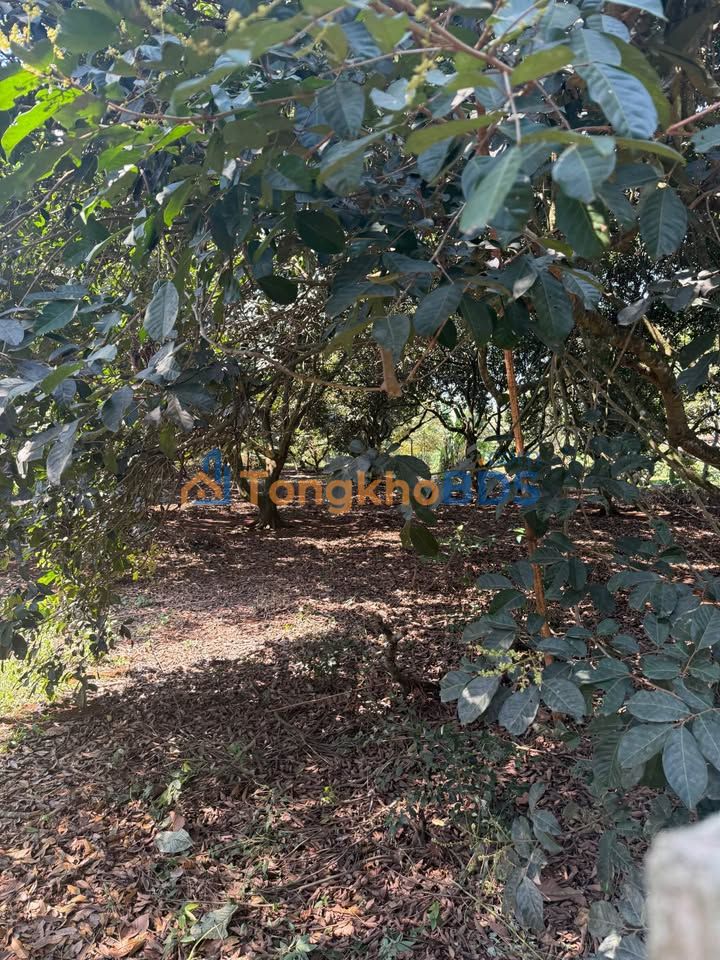 Đất 1000m² Thổ Cư Sổ Riêng Phường Xuân Lập, Long Khánh - 3 Mặt Tiền