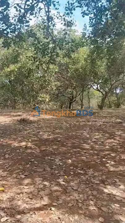 Bán Đất Vườn Điều 2ha Bình Phước - Đất Bazan Màu Mỡ