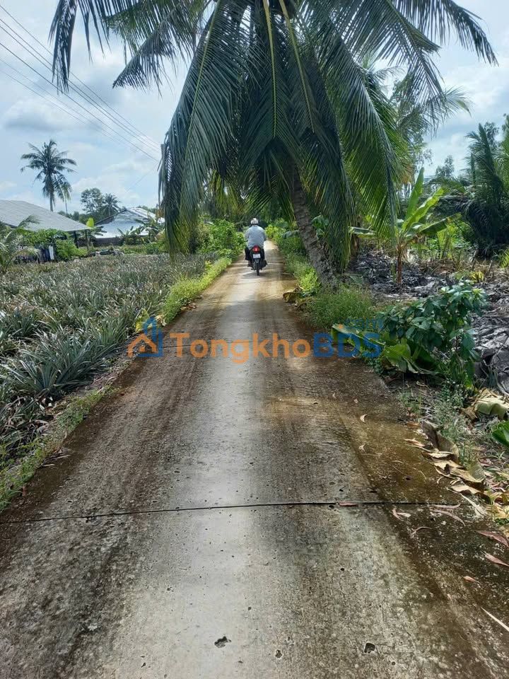 Bán Nền Thổ Cư Lộ Ô Tô Vĩnh Viễn A, Hậu Giang - 80m² Giá 185 Triệu