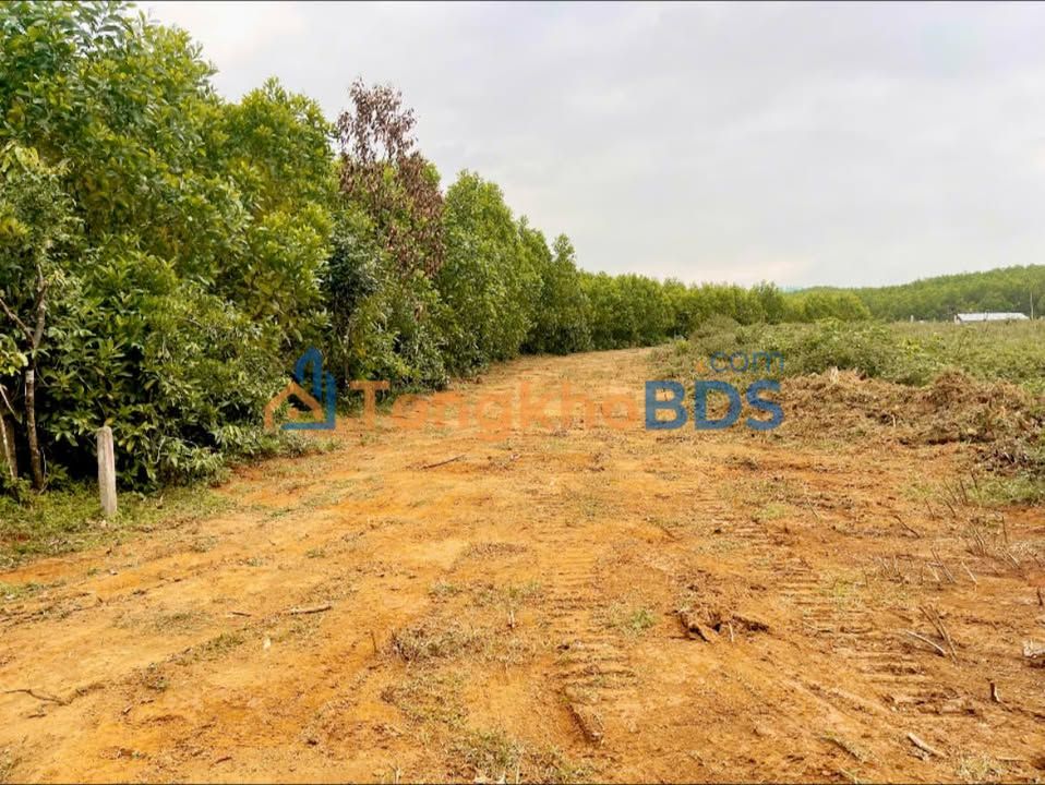 Bán Đất Vườn Nghỉ Dưỡng 4600m² Xã Hòa Ninh, Đà Nẵng - Giá 5 Tỷ