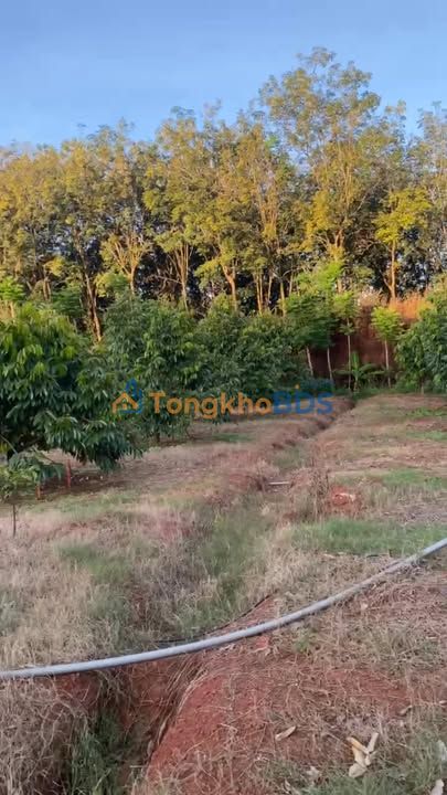 Bán Gấp Farm Sầu Riêng 4ha Bình Tân, Đồng Nai - Vườn Trái Vụ, Sổ Đỏ