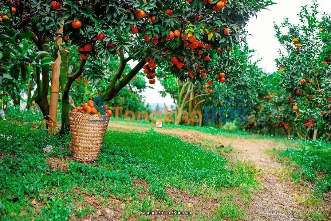 Bán Đất Vườn Lục Ngạn 2000m² - Sẵn Sổ Đỏ, Đường Nhựa Ô Tô Vào Tận Vườn