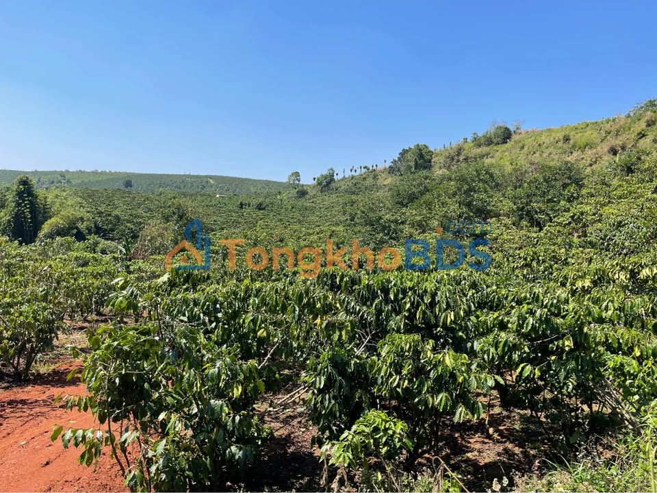 Đất Lộc Ngãi Bảo Lâm 7000m² Sổ Hồng Vuông Vắn - Giá 3.2 Tỷ