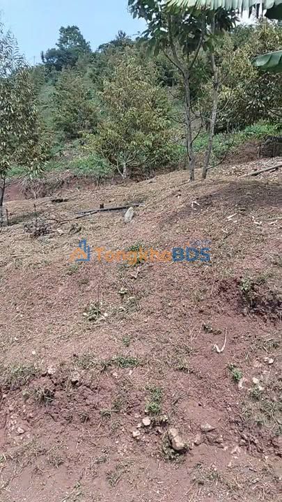 Bán Gấp Farm Sầu Riêng 1.4ha Đinh Trang Hòa, Lâm Đồng - Sẵn Sàng Thu Hoạch