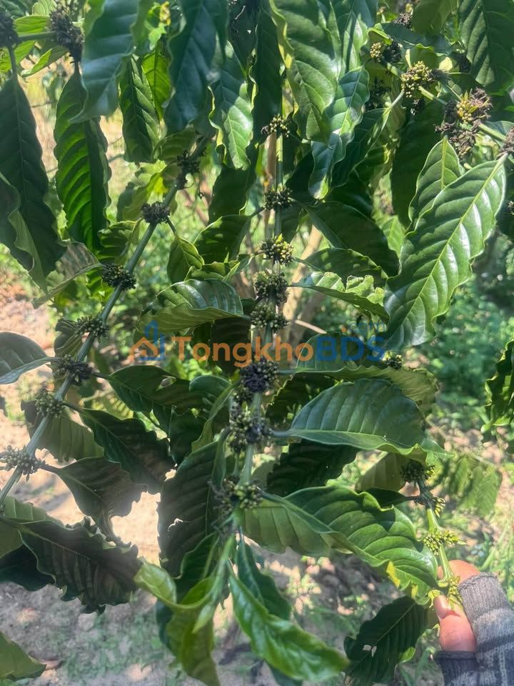 Đất vườn Lâm Hà 12000m² giá 1.35 tỷ - Sinh thái xanh