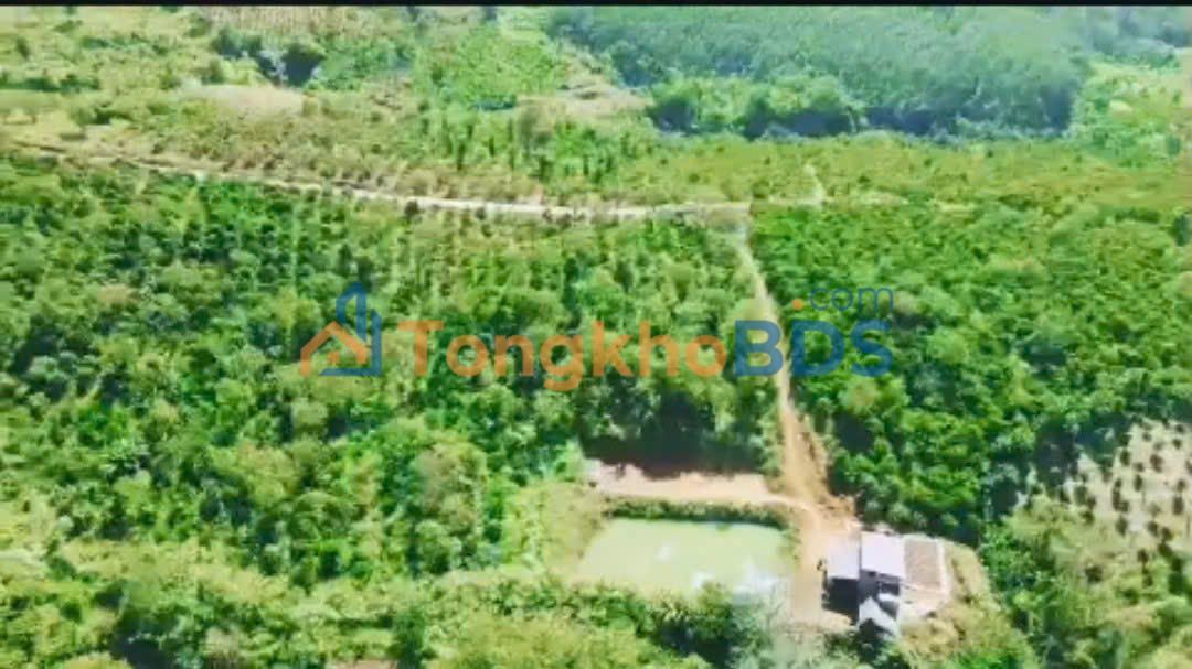 Farm 14.200m² Lâm Đồng - Nguồn Thu Ổn Định 3.8 Tỷ