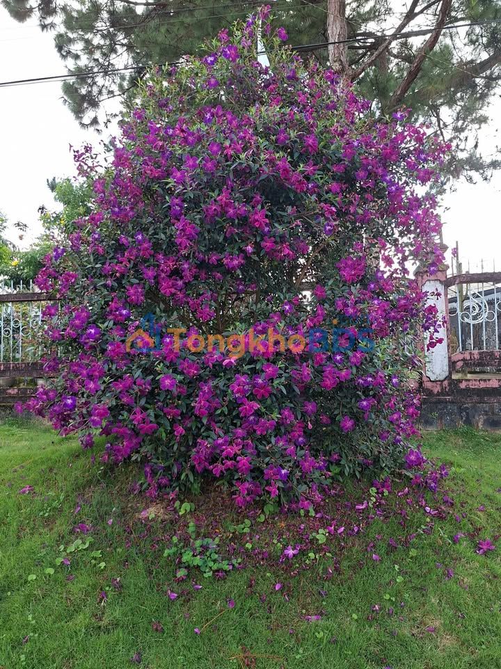 Đất Nền Lâm Đồng 8400m² - Giá Đầu Tư Hấp Dẫn Tại Lộc Ngãi