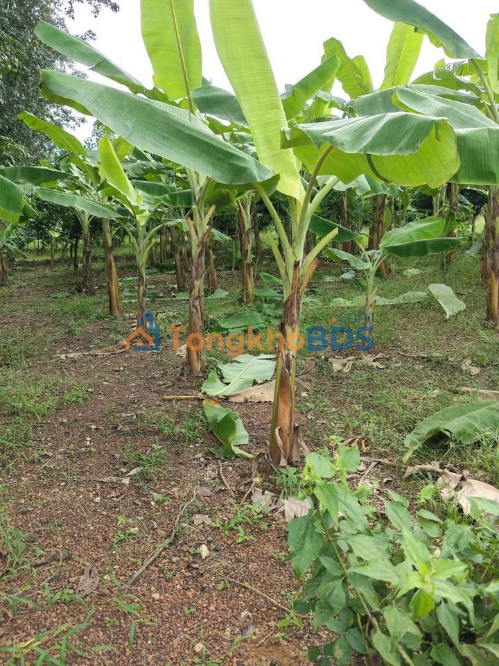 Đất Xào 700m² Tân Xuân, Đồng Xoài - Sổ Hồng 590 Triệu