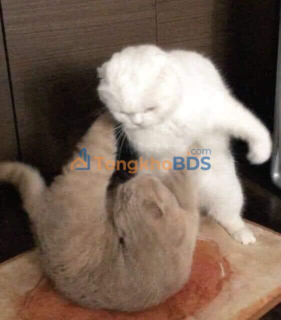 Mặt bằng kinh doanh 600m² mặt phố Đống Đa - Sẵn sàng kinh doanh đa ngành