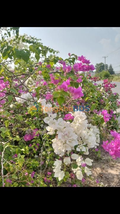 Đất Thổ Cư Hảo Đước, Châu Thành, Tây Ninh - 50m² Giá 195 Triệu, Sổ Hồng Sẵn Sàng