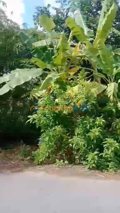 Đất nền Hòa Tân HL50 392m² 650 triệu - Đường to ô tô