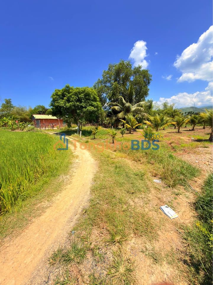 Đất Lúa Diên Lâm 1056m² - Sổ Hồng, Mặt Tiền 14m, Giá Đầu Tư 3.7 Tỷ