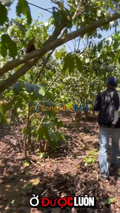 Đất Vườn Lộc Ngãi, Bảo Lâm 2268m² - Sổ Hồng Vuông Vắn, Sẵn Sàng Đầu Tư