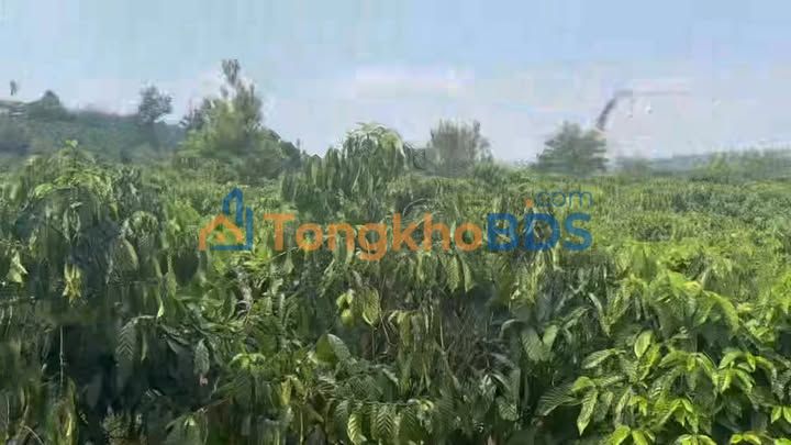 Bán Đất Vườn 5500m² Đường Liên Hà, Lâm Hà - Giá 2.2 Tỷ