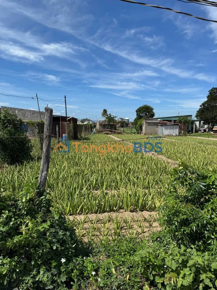 Bán Đất 300m² Đường Trỗng Nha Đam, Phan Rang - Giá 670 Triệu