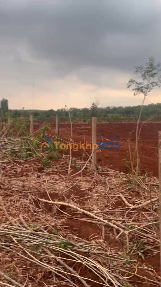 Bán 1ha Đất Đỏ Bazan Gia Lai - Sổ Đỏ Riêng, Giá Tốt