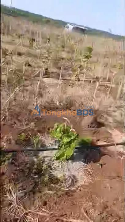 Bán Gấp Đất Trang Trại 2 Hecta Cà Phê Arabica Trồng Theo Phong Cách Brazil - Chư Pưh, Gia Lai