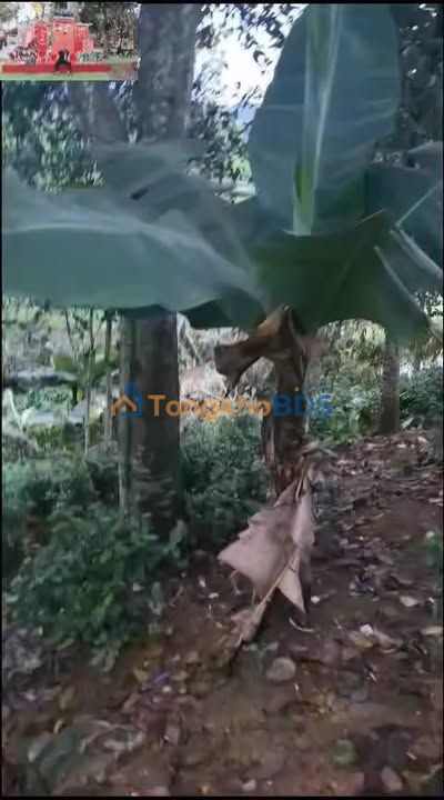 Đất Vườn Đại Từ 1600m² (400m² Thổ Cư) - Sẵn Vườn Ao Chuồng