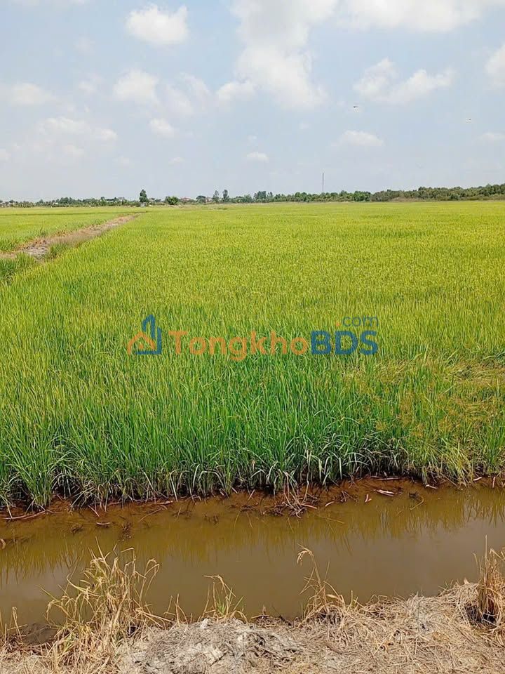 Bán 30 công đất lúa 3 vụ tại Tân Thạnh, Long An - Giá đầu tư 3.6 tỷ