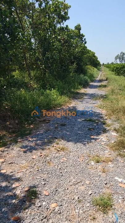 Bán Gấp 7ha Đất Vườn Long An - Sẵn Sàng Trồng Cây Ăn Trái