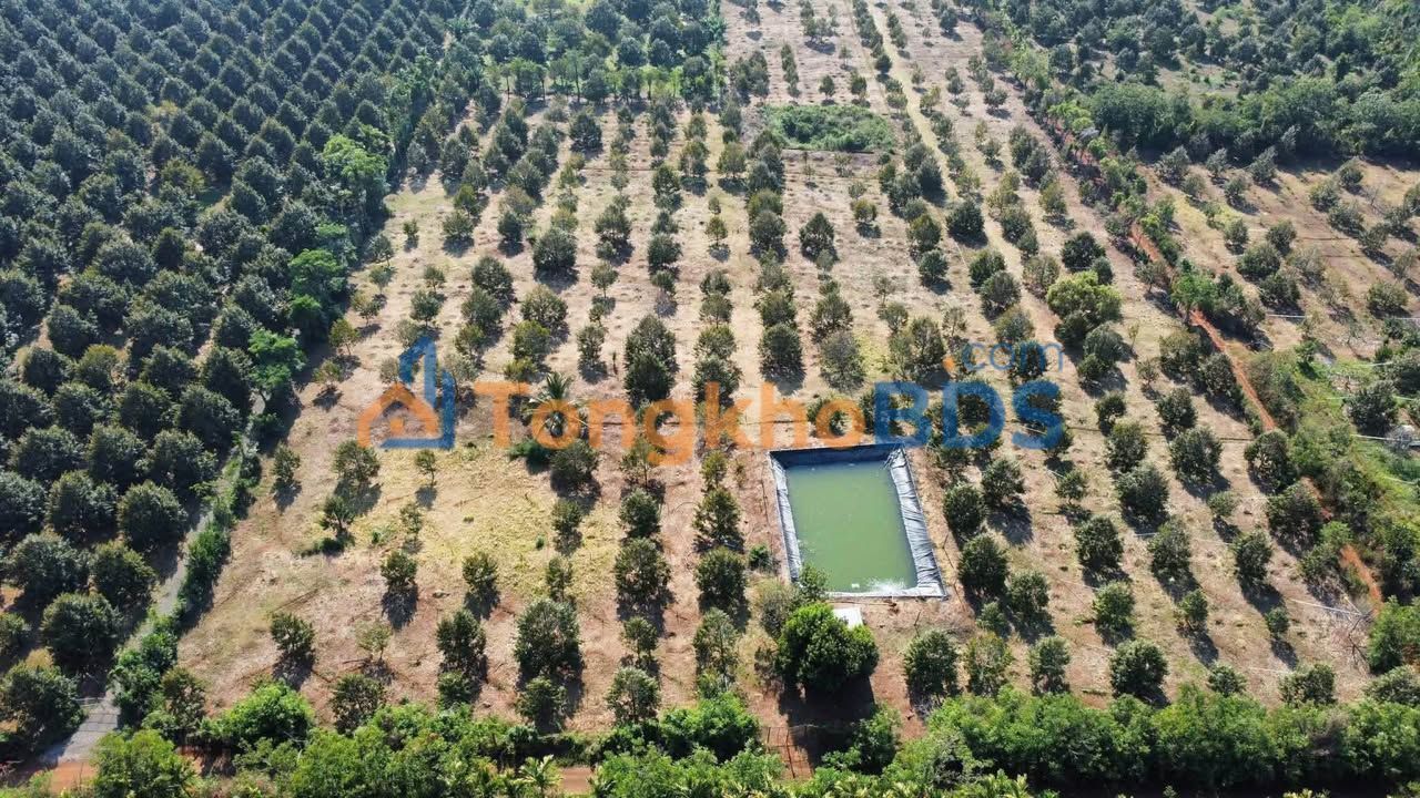 Bán 4.2ha Sầu Riêng Dona Chính Vụ Tại Đắk Lắk - Thu Nhập Khủng