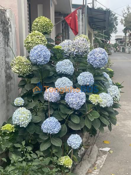 Đất Sóc Sơn 118.5m² - Thổ cư sẵn, gần QL3, giá hơn 3 tỷ