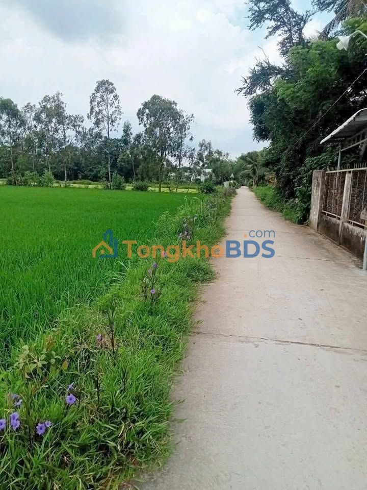 Đất Ruộng 13000m² Mặt Tiền Lộ Ô Tô - Giá Tốt 250 Triệu Tại Vĩnh Châu, Sóc Trăng