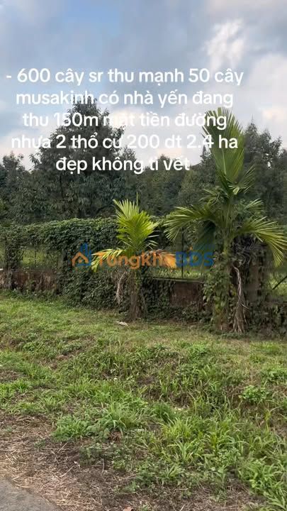 Bán Gấp Farm 2.4 Ha Đắk Nông - Mặt Tiền Nhựa, Sầu Riêng Thu Mạnh