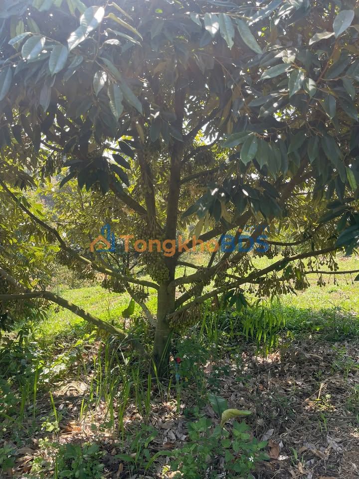 Bán Gấp Đất Vườn Sầu Riêng Thái 1.5ha Lâm Đồng - Sẵn Sổ Đỏ