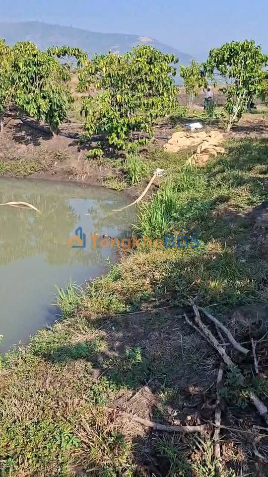 Đất Vườn 1.1ha Xã Tân Lâm, Di Linh - Giá Đầu Tư 2.5 Tỷ