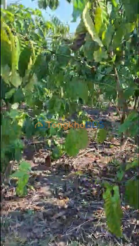 Đất nền Di Linh 3600m² - Giá 2.5 tỷ - Sổ đỏ chính chủ, xây nhà ở