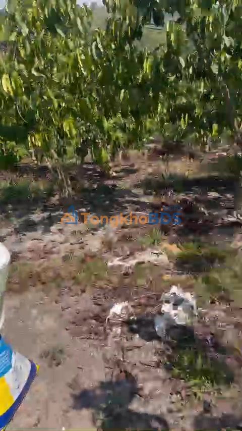 Bán Gấp Đất Vườn 70m² Xã Tân Văn, Lâm Hà - Giá 3 Tỷ