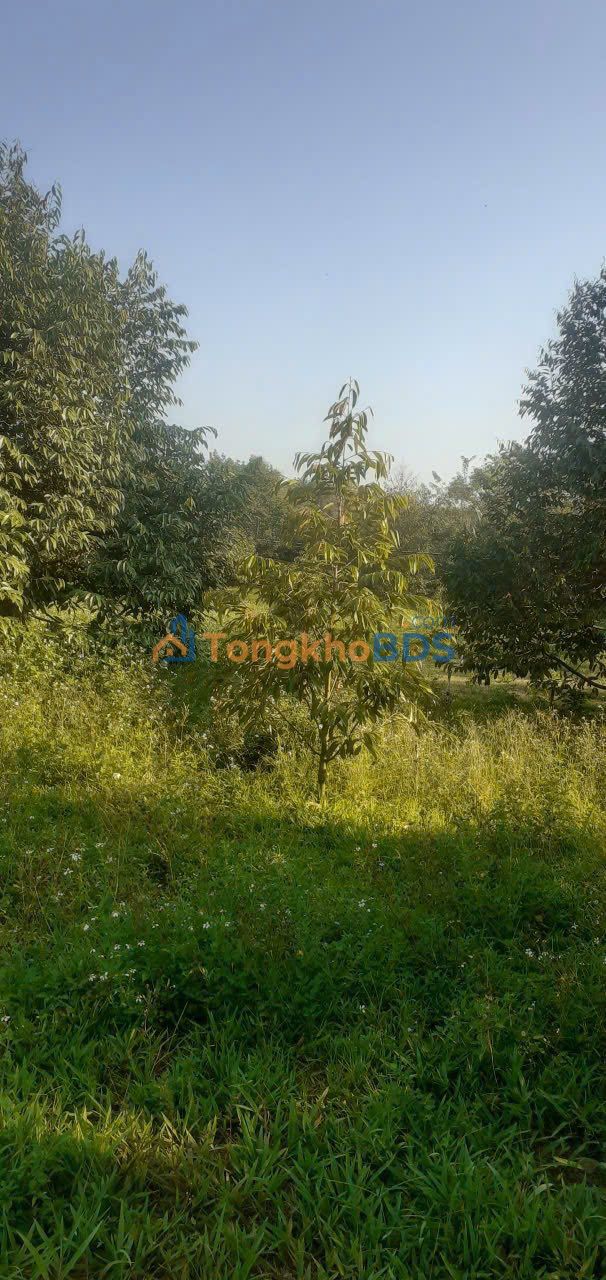 Đất vườn Đồng Nai Gia Kiệm 5000m² 7.5 tỷ - Giá đầu tư tốt