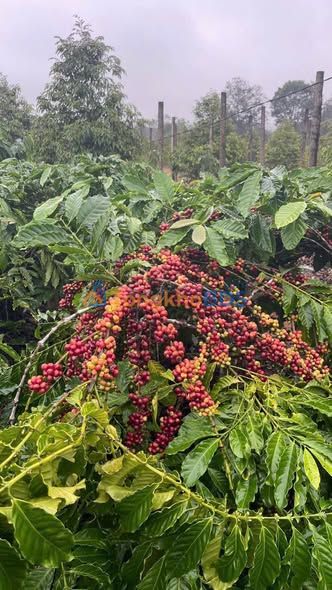 Bán Đất Farm Eakar, ĐakLak 10.500m² - Vườn Cà Phê, Sầu Riêng Cho Thu