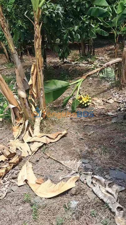 Bán Vườn Cây Ăn Trái 3000m² Sổ Đỏ Tại Long Khánh, Đồng Nai