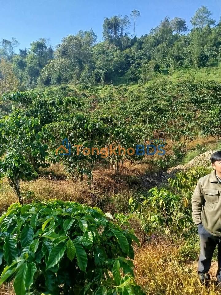 Bán Gấp Đất Vườn Cao Bằng 13.500m² Giá Rẻ - Trích Lục Sẵn