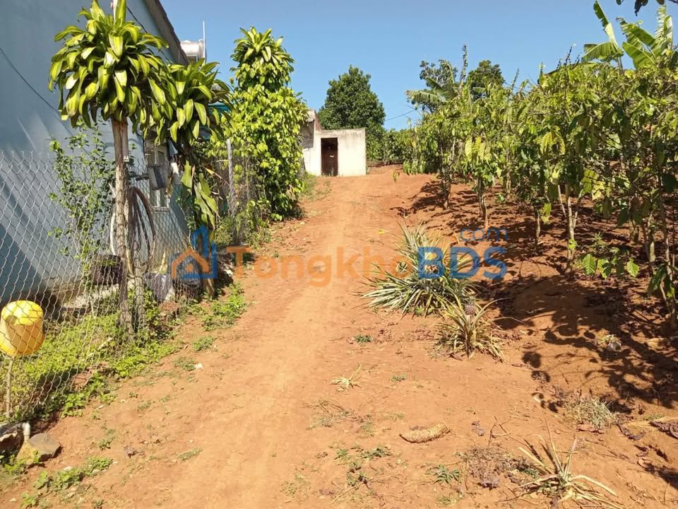 Đất Vườn Di Linh 7200m² Sổ Đỏ Chính Chủ - Giá Đầu Tư 800 Triệu/Sào