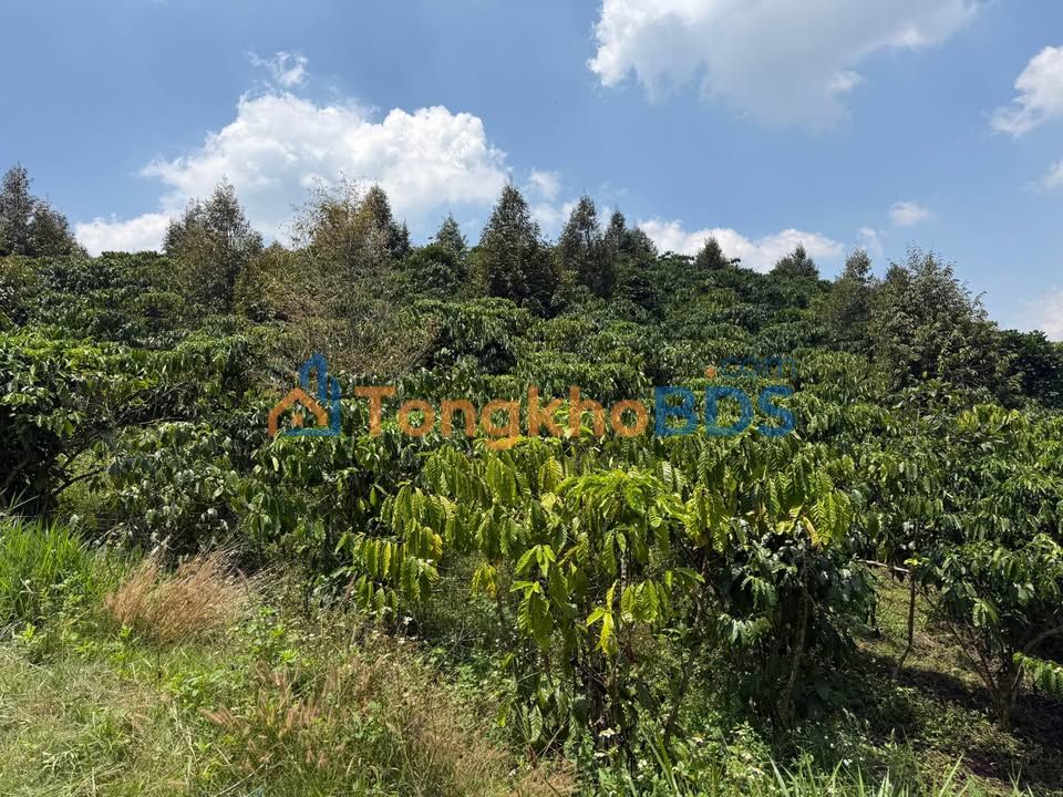 Bán Đất Vườn Lộc Thành, Bảo Lâm - 1000m² View Đồi Cực Đẹp