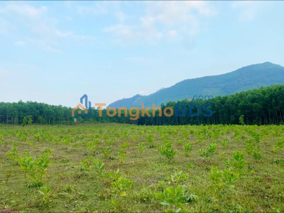 Đất vườn Hòa Phong 1ha 5 tỷ - Sổ hồng rõ ràng