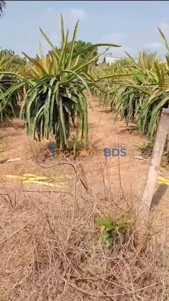 Đất vườn An Vĩnh Ngãi 2560m² giá 4.608 tỷ - Đầu tư dài hạn