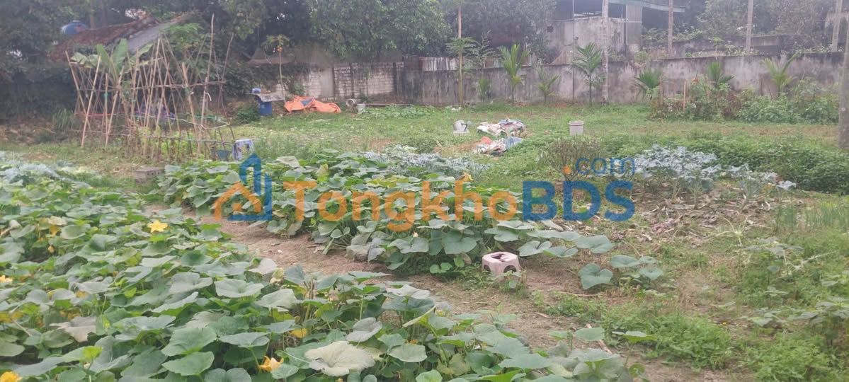 Đất Vàng Sơn Đồng 587m² - Sổ Đỏ Sẵn Sang Tên - Đầu Tư Sinh Lời