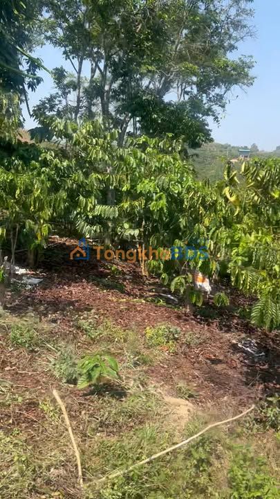 Đất nền Tân Văn Ôm Đà Lạt 70m² 3 tỷ - Sổ đỏ chính chủ