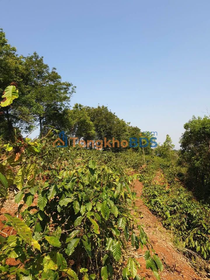 Bán rẫy cà phê 18.000m² tại Ia Grai, Gia Lai - 7.1 tỷ - Sẵn sàng kinh doanh
