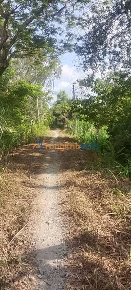 Đất Vườn Vĩnh Long 2200m² Giá Đầu Tư - Sổ Đỏ Rõ Ràng