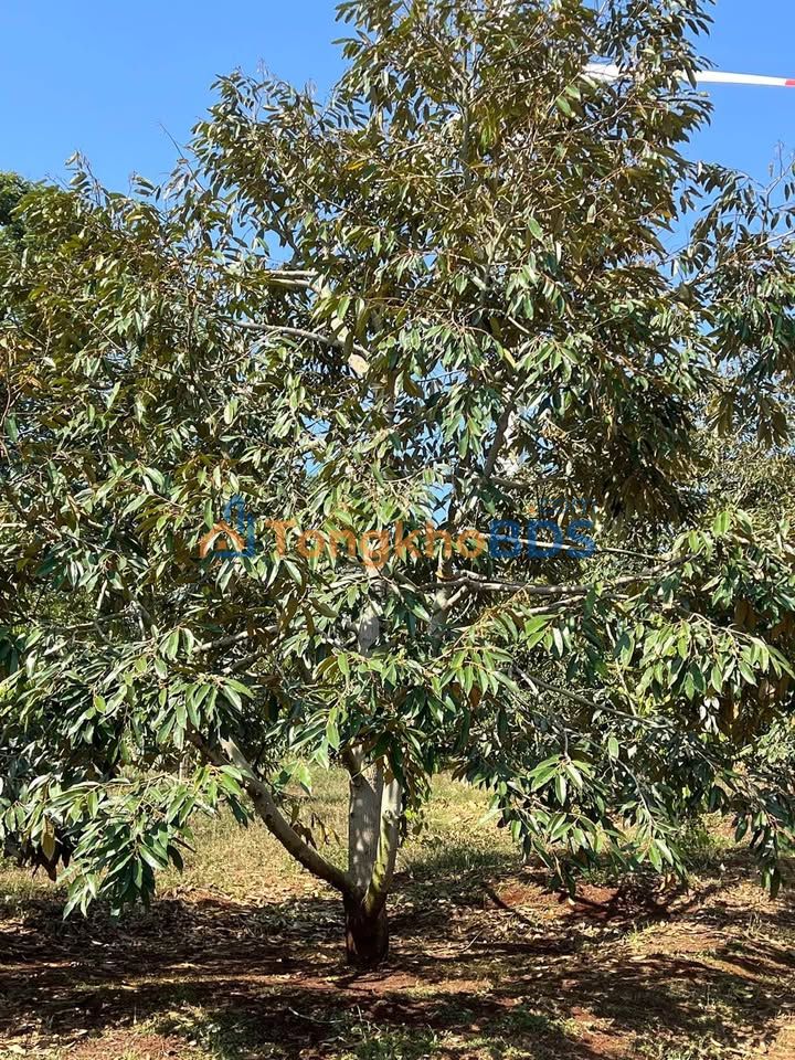 Bán Gấp Farm 11.000m² Đăk Lăk - 55 Cây Sầu Riêng 10 Năm Tuổi