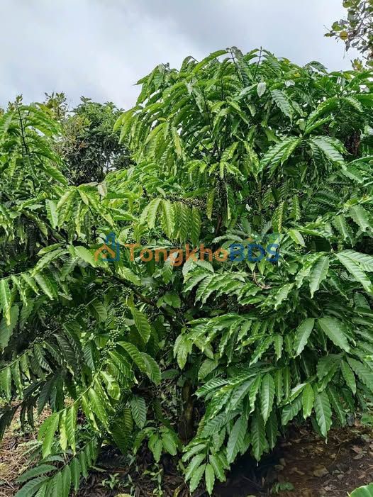 Farm 21.600m² Đắk Nông - Nguồn Thu Ổn Định, Giá 1.6 Tỷ