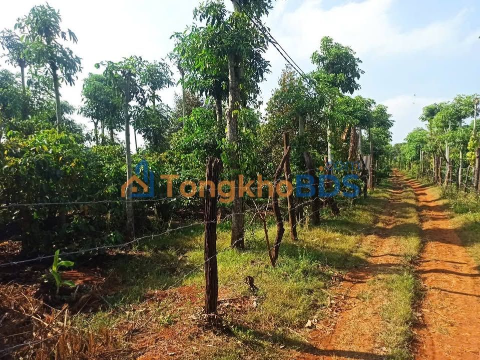 Đất rẫy Khánh Xuân 468m² 789 triệu - Sổ đỏ chính chủ