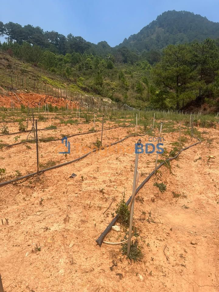 Đất nông nghiệp Lạc Dương 1620m² 1,125 tỷ - Tiềm năng tăng giá