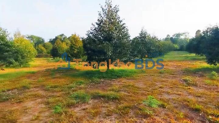 Đất Vườn 6495m² Xuân Mỹ, Cẩm Mỹ - Giá Đầu Tư 4.1 Tỷ