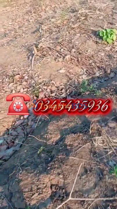 Đất Farm 6.5ha Ia Lâu, Chư Prông, Gia Lai - 13 Tỷ, Trồng Tiêu, Cà Phê, Sầu Riêng